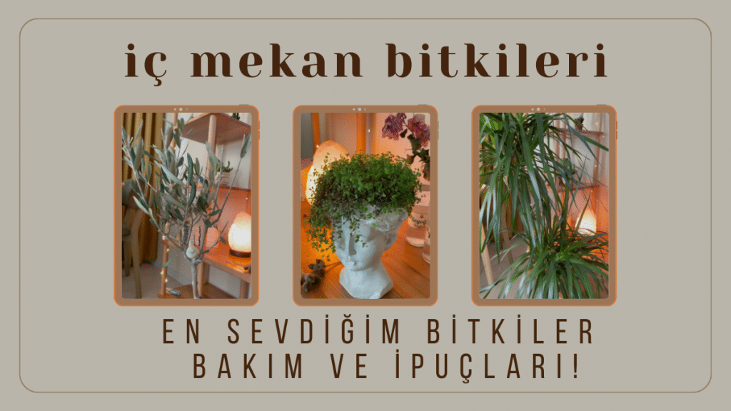 iç mekan bitkileri